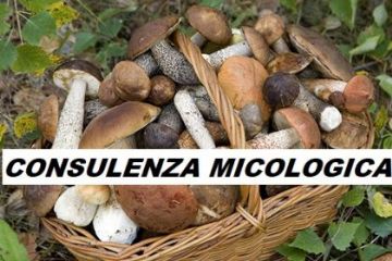 Attivit&#224; dell&#39;Ispettorato rivolta alla popolazione - Certificazione funghi - Autunno 2022
